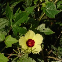 Hibiscus surattensis L.